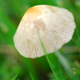 Illustration for article titled Mushroom Hunting